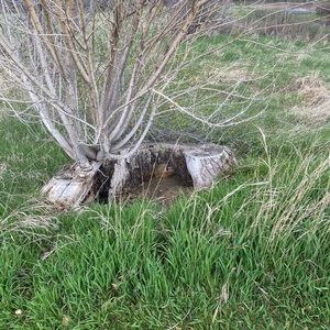 Meet your Posher, Kira